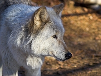 Arctic Wolf 064